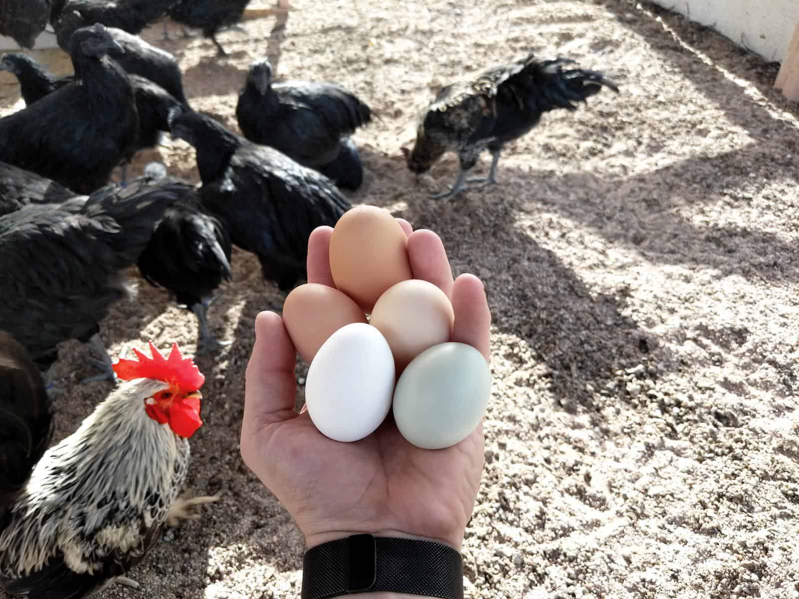 Your Chickens Will Lay Eggs Irregularly
