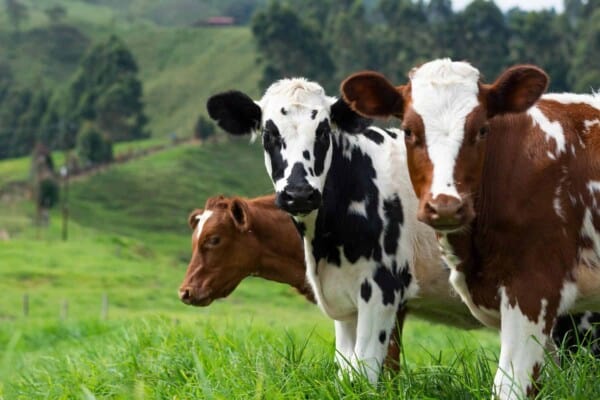 100 Cow Names that are just Mootastic!