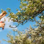 pruning tips