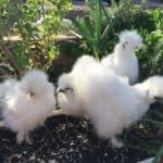 Are Silkie Chickens Noisy
