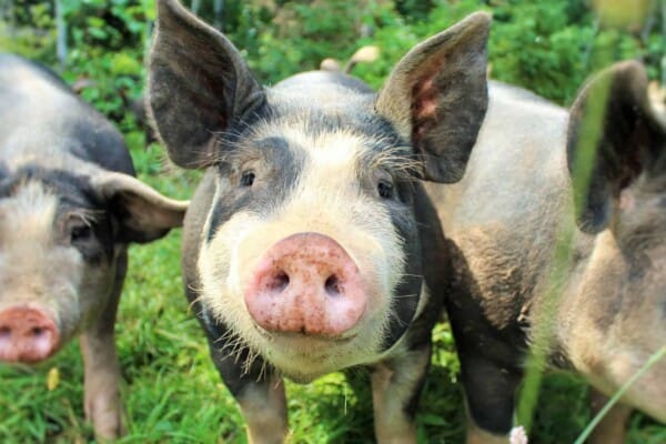 Berkshire Pigs: All You Need to Know