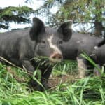 Berkshire Pigs Appearance