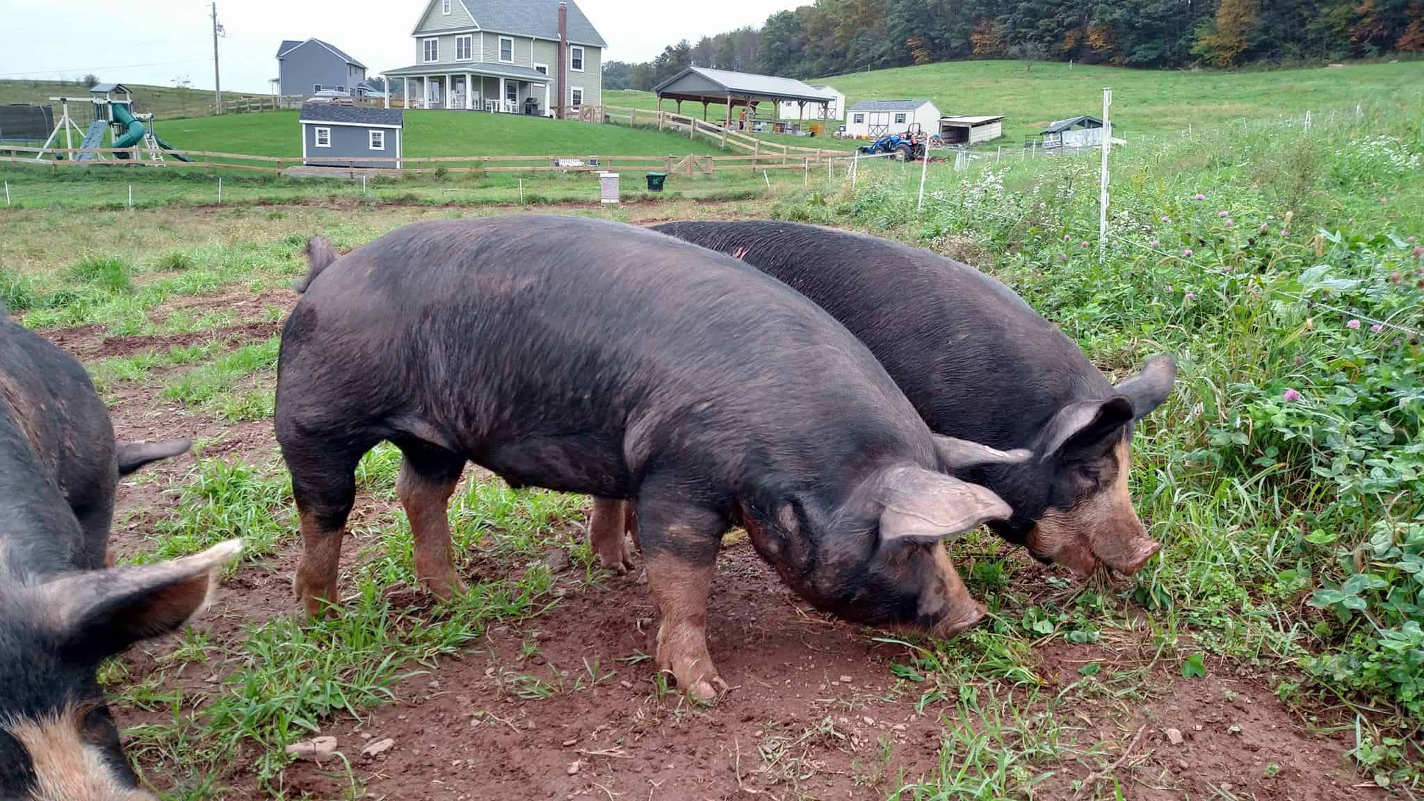 Berkshire Pigs Meat