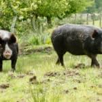 Berkshire Pigs Origins