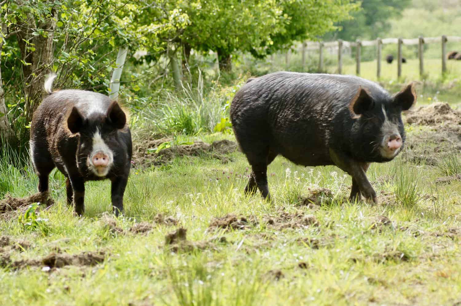 Berkshire Pigs Origins