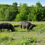 Breeding Berkshire Pigs