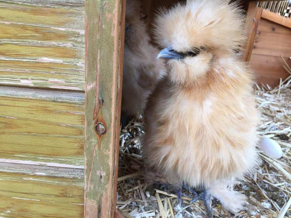 How Do Silkie Chickens Behave