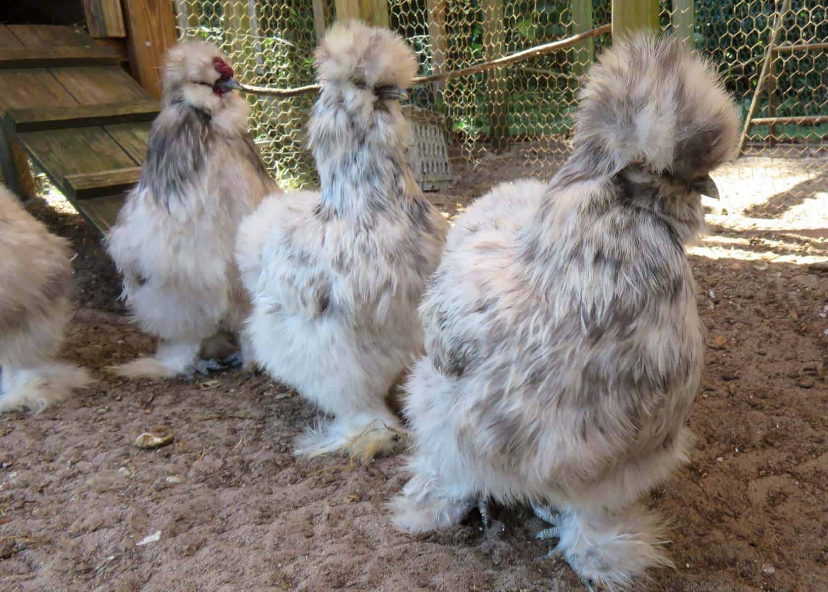 How Much do Silkie Chickens Weigh