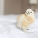 How to Take Care of Silkie Chickens