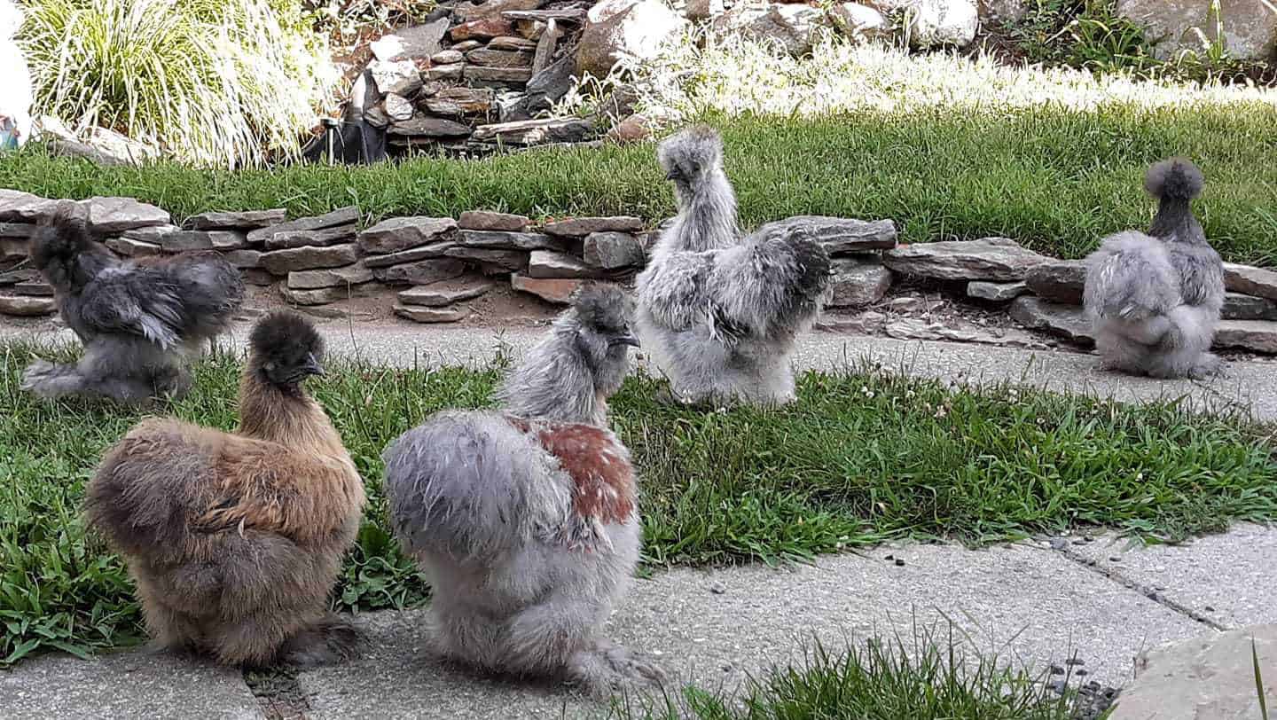 Should You Get a Silkie Chicken