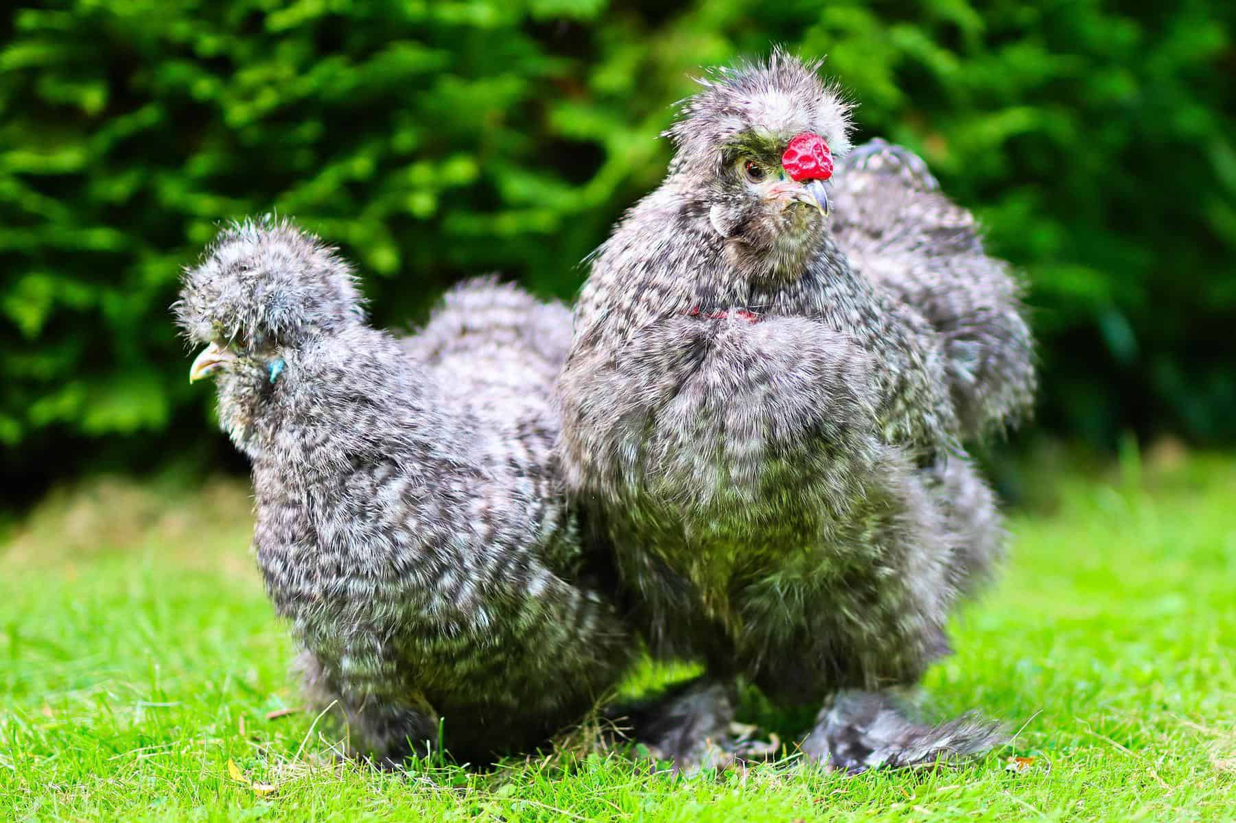 Silkie Chicken Colors