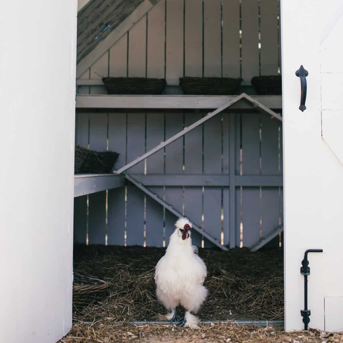 Silkie Chicken Eggs