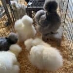 Silkie Chicken flock