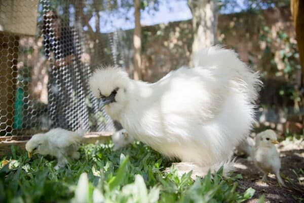 Silkie Chickens: Everything You Need to Know