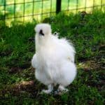 Silkie Chickens Appearance