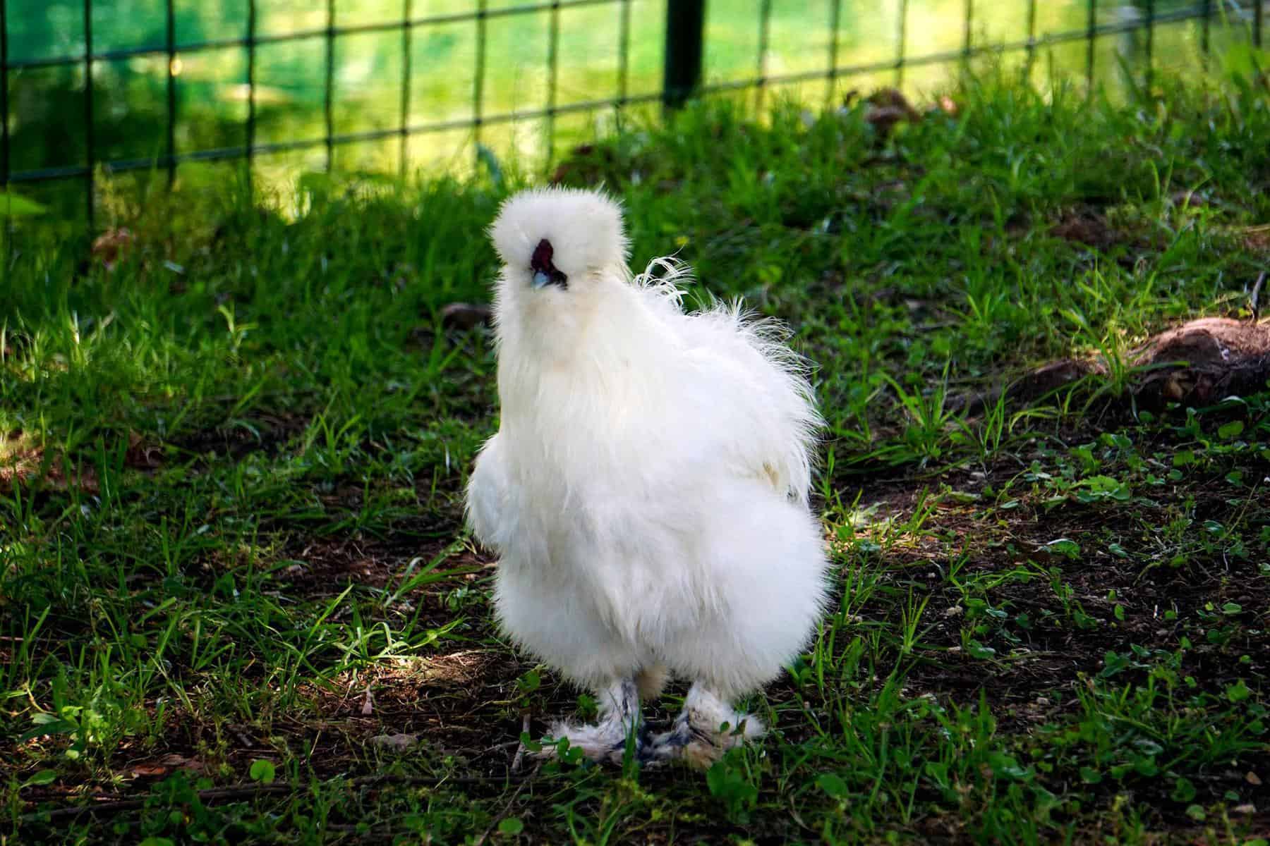 Silkie Chickens Appearance