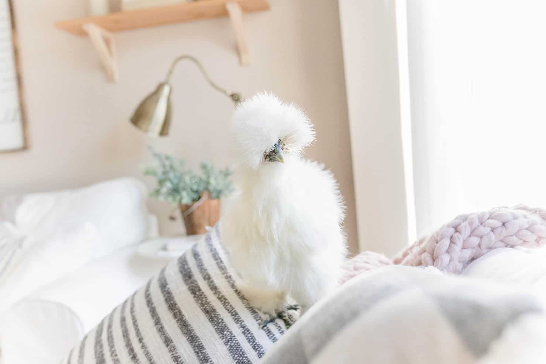 Silkie Chickens Cost