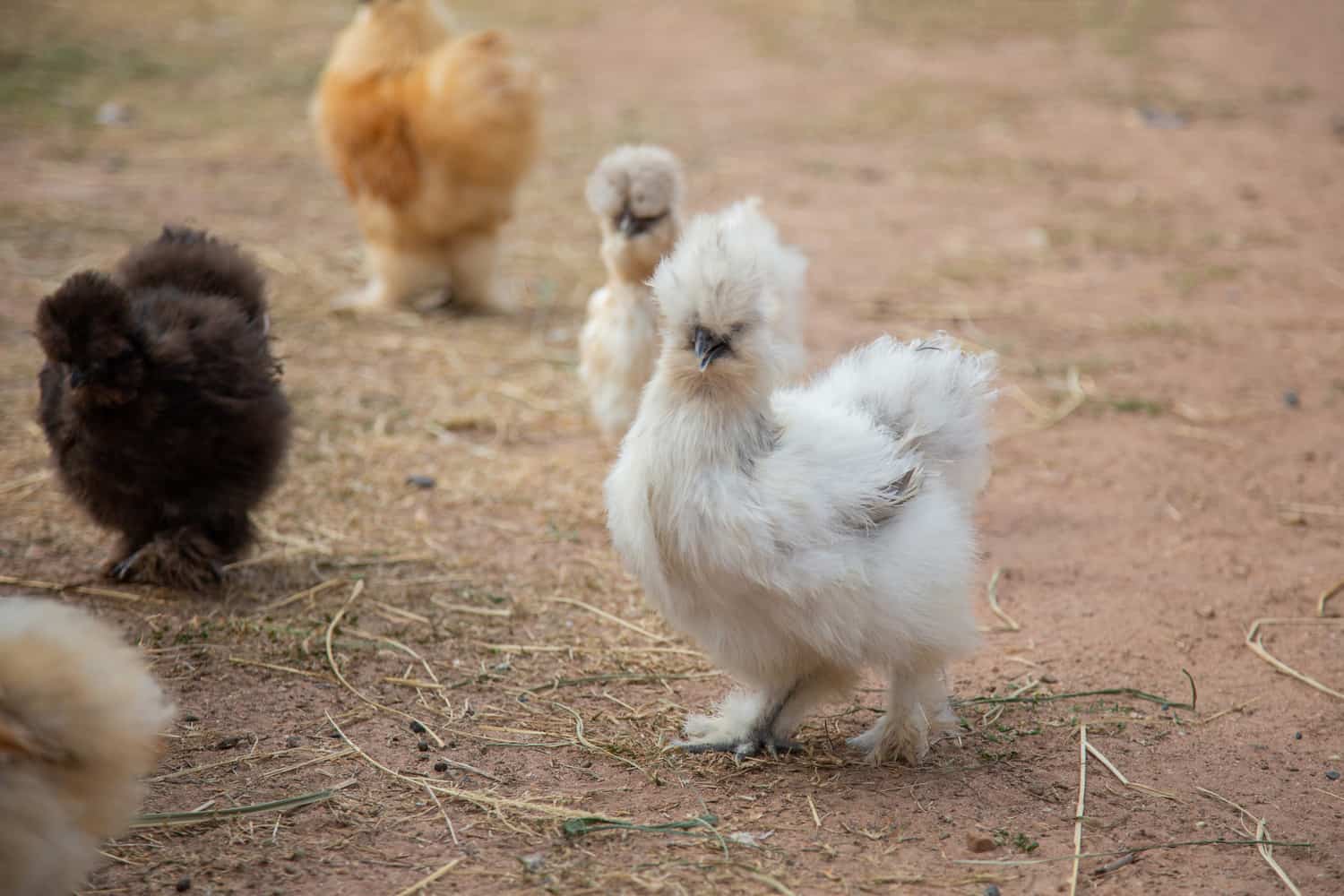 Types of Silkie Chickens