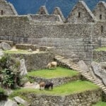 Alpaca Machu Picchu