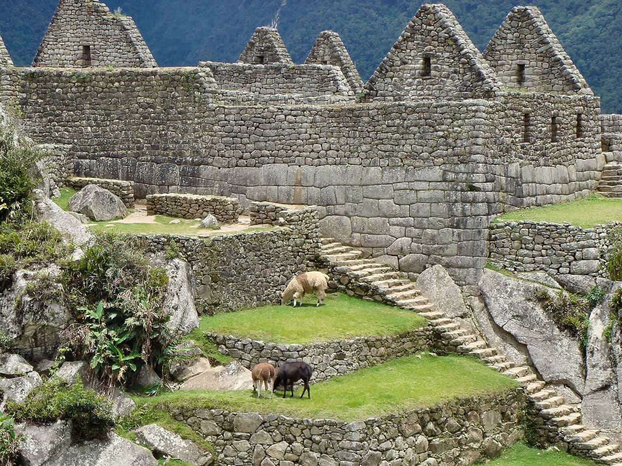 Alpaca Machu Picchu