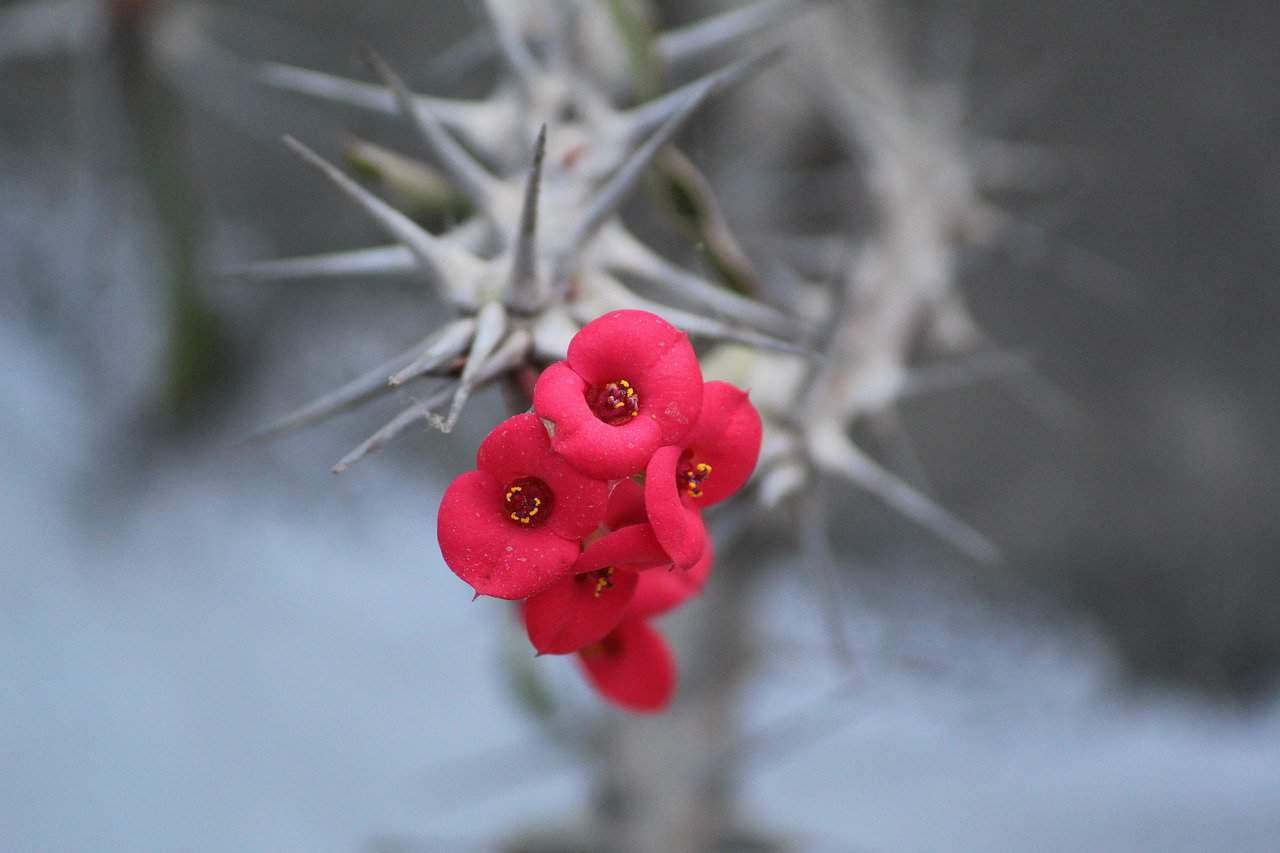 Crown of Thorns