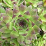 Hens-and-Chicks