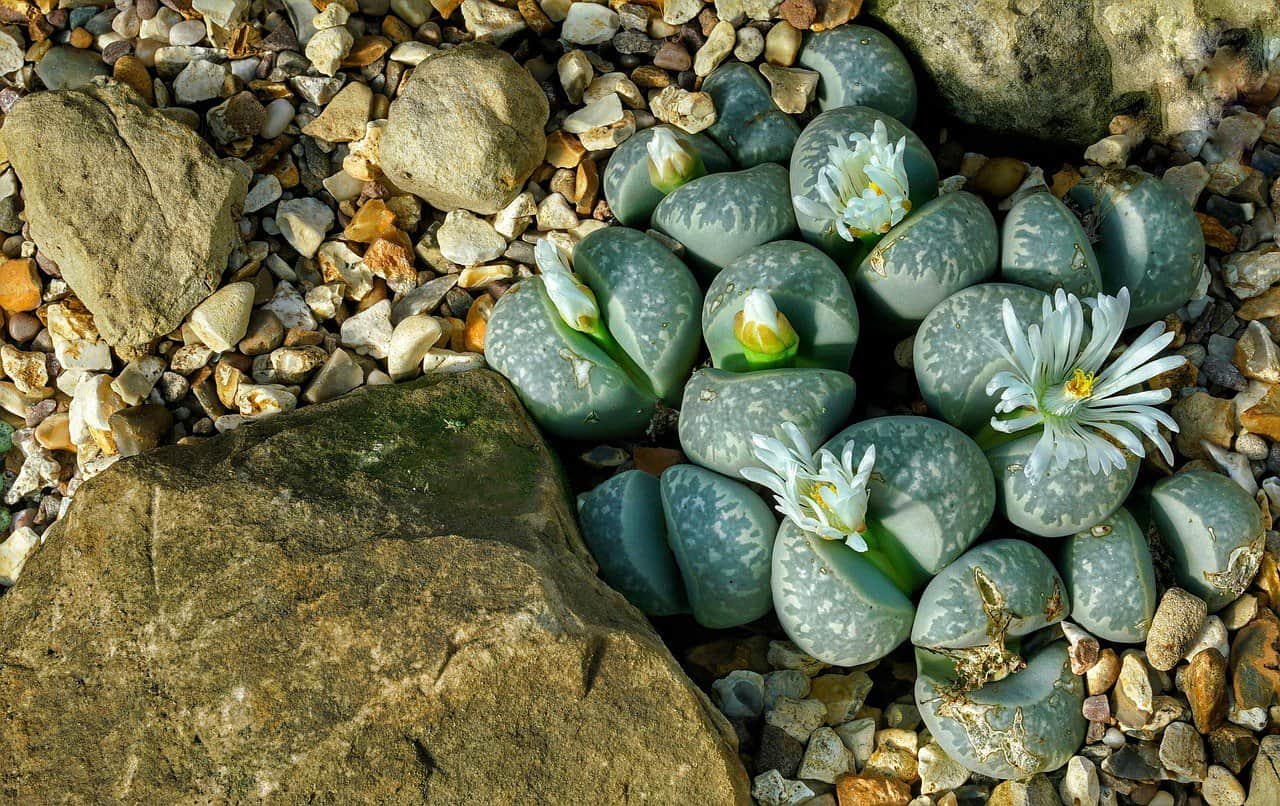 Lithops