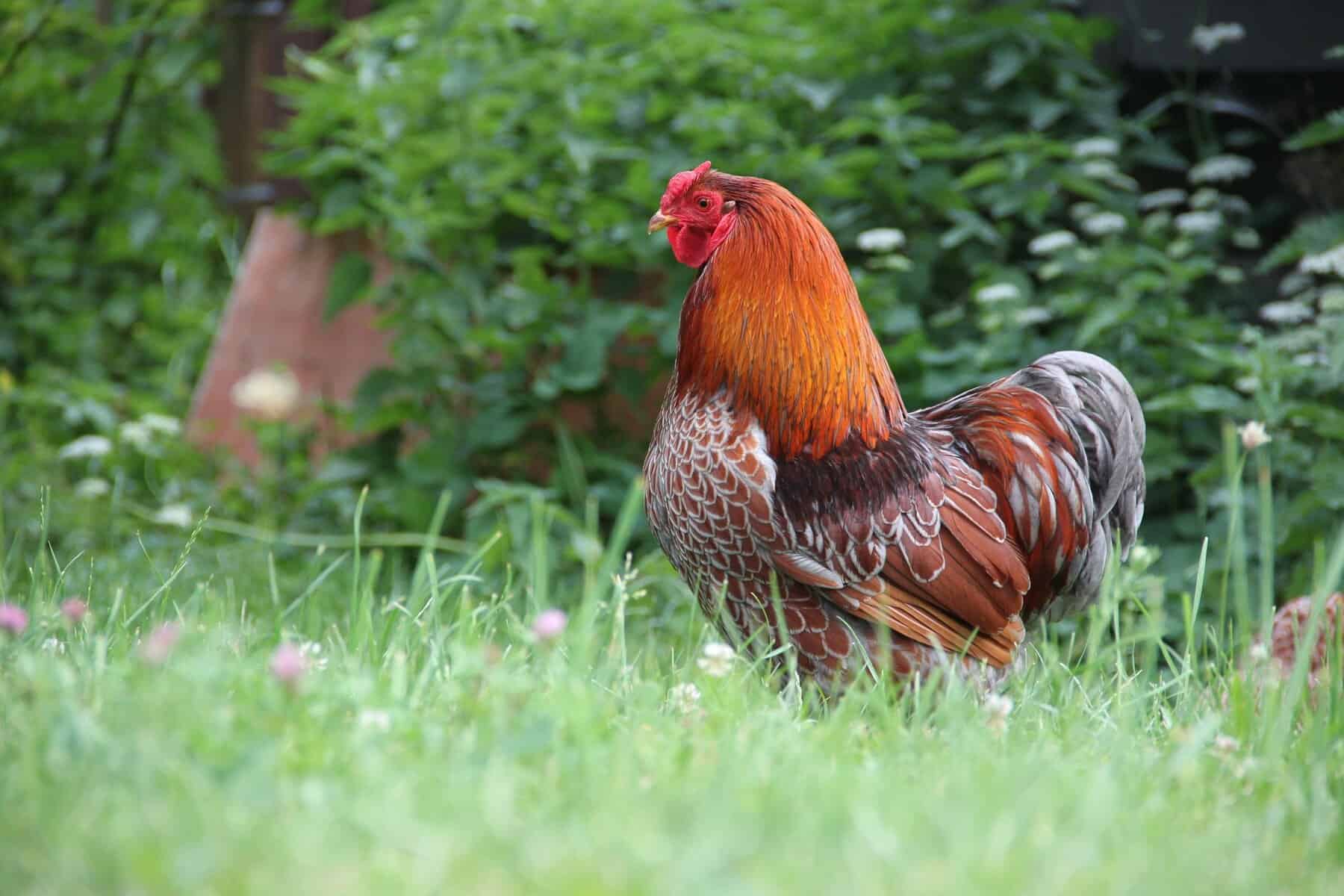 Red Wyandotte Rooster