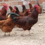 Rhode Island Red Health Issues