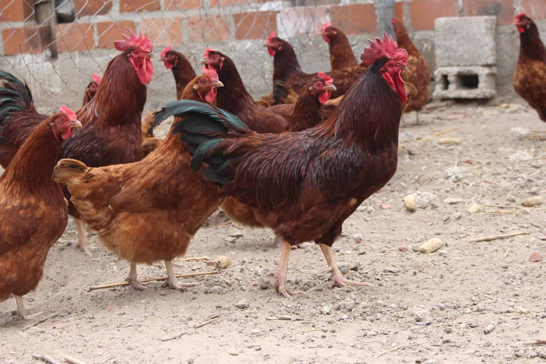 Rhode Island Red Health Issues