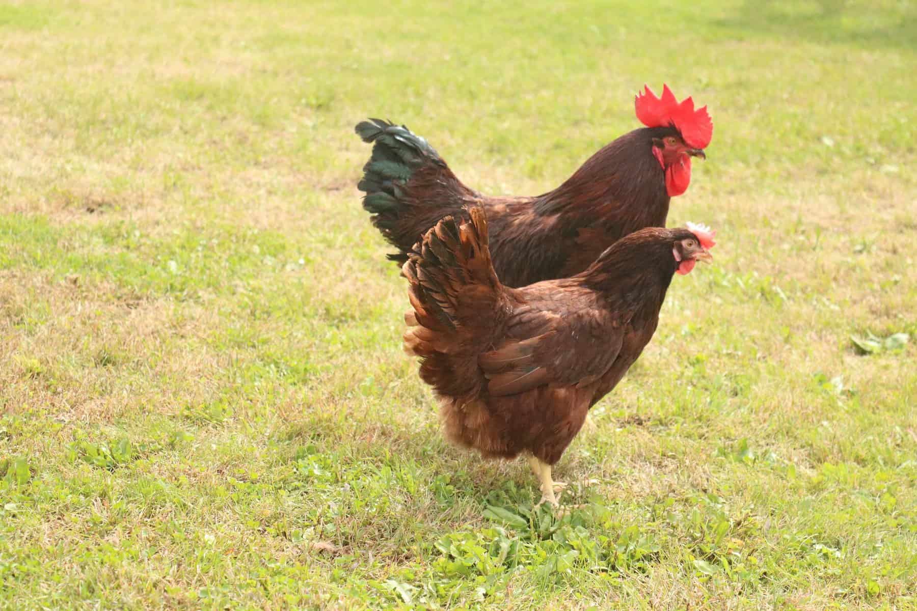 Rhode Island Red Size and Appearance