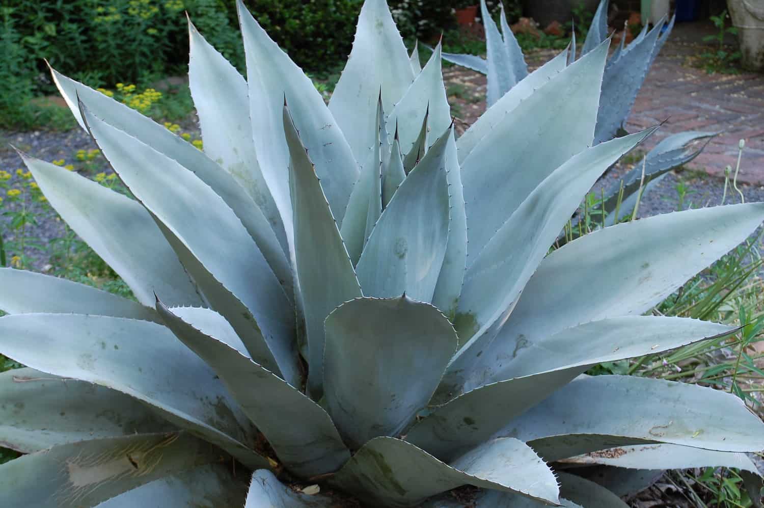 Whale’s Tongue Agave