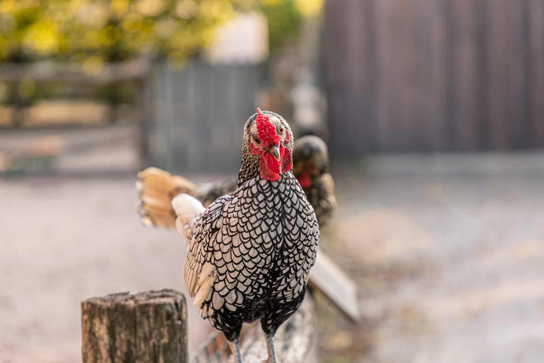 Wyandotte Chicken Care