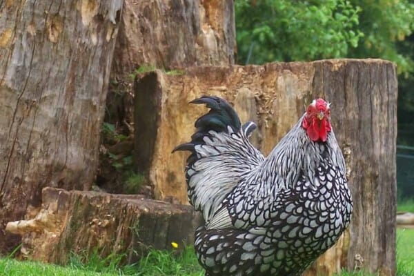 Wyandotte Chickens: Breed Profile, Facts, Photos and Care