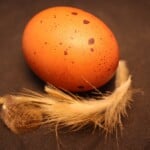 Marans Egg