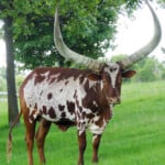 Ankole Watusi cow