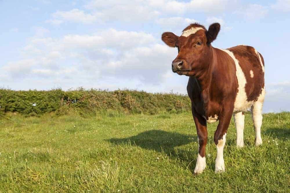 Ayrshire cow