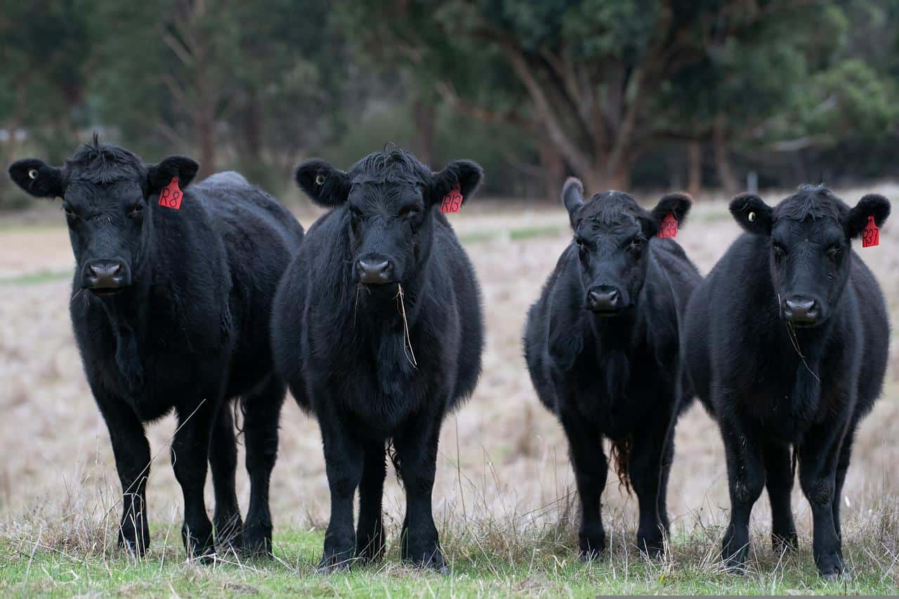 Black Angus cows