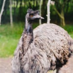 Emu Farming