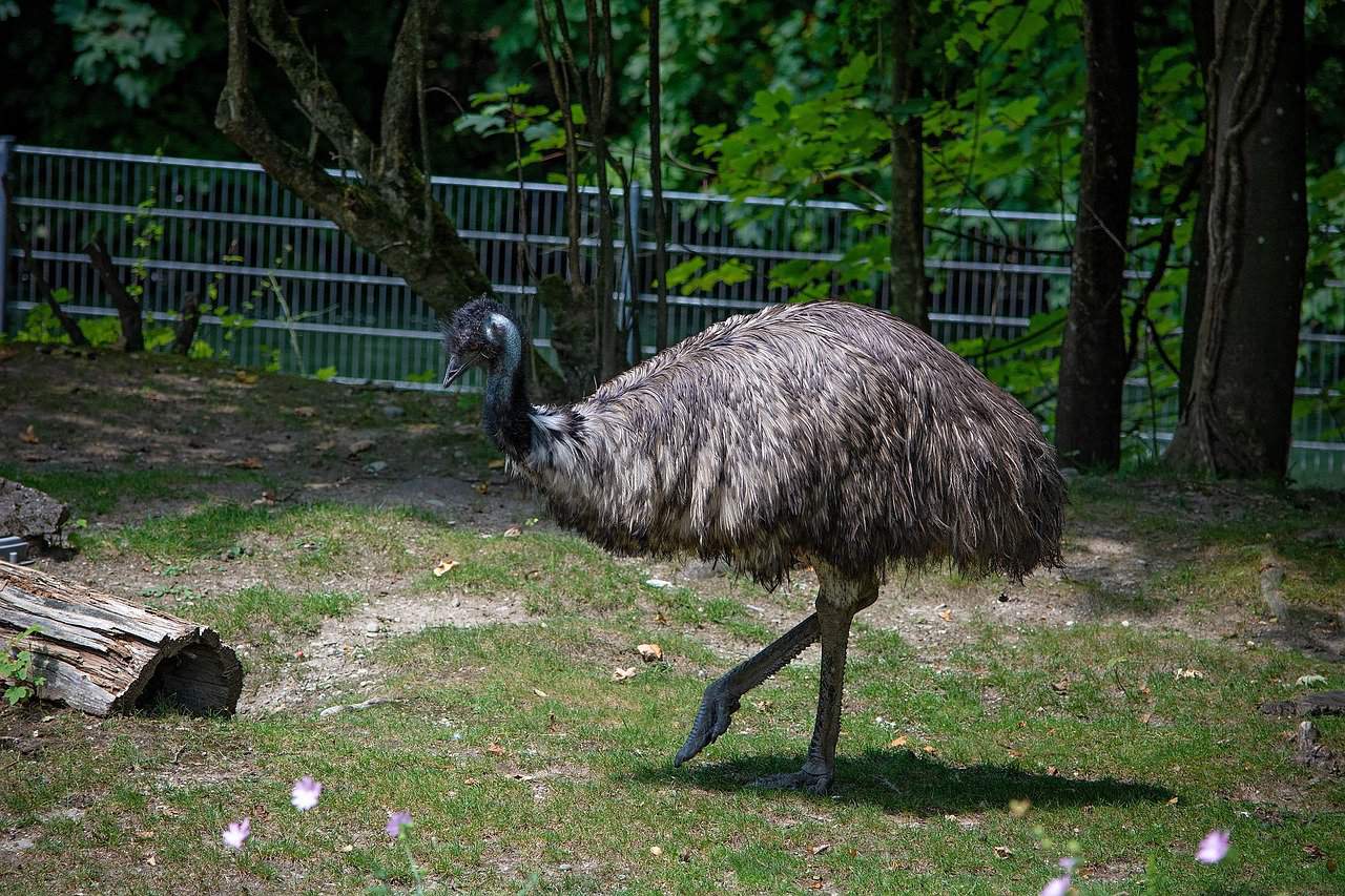Emu Shelters