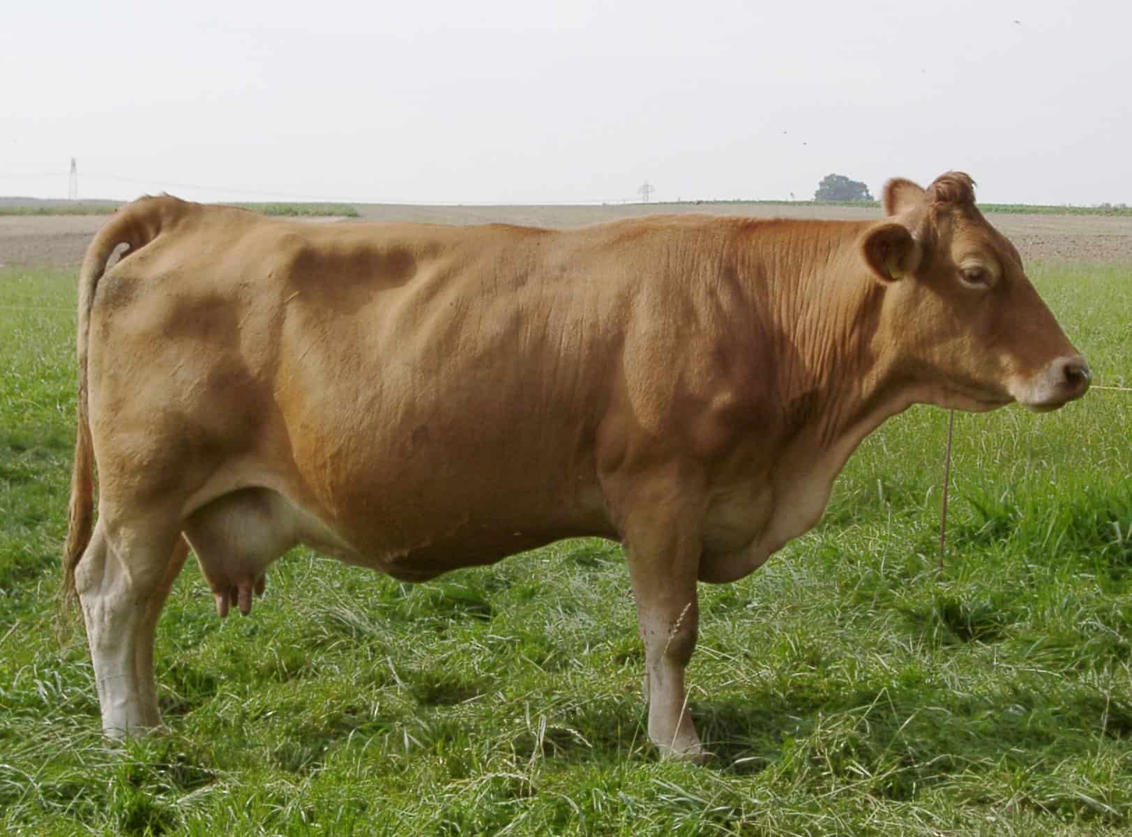 Gelbvieh cow