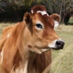 Jersey Cow Characteristics
