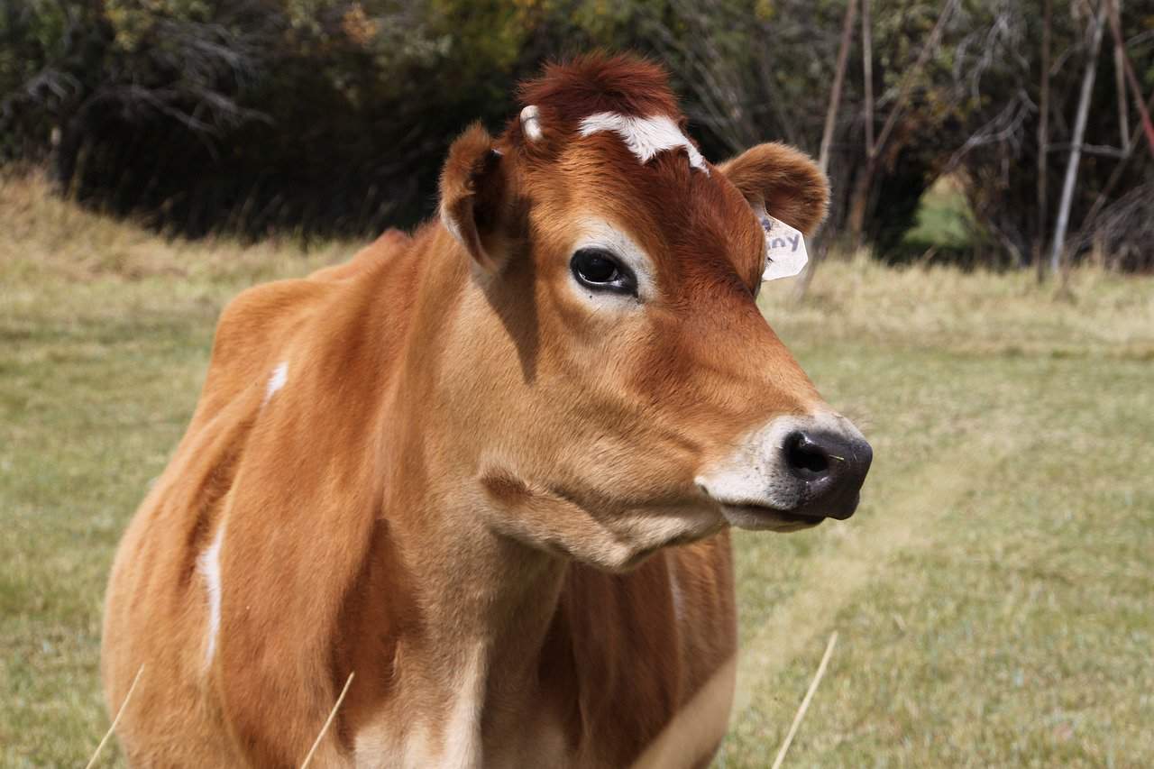 Jersey Cow Characteristics