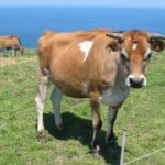 Jersey cattle