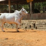 Malvi cow