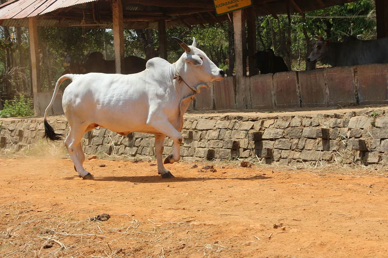 Malvi cow