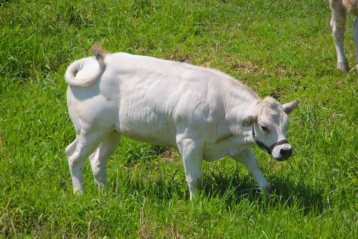 Piedmontese cow