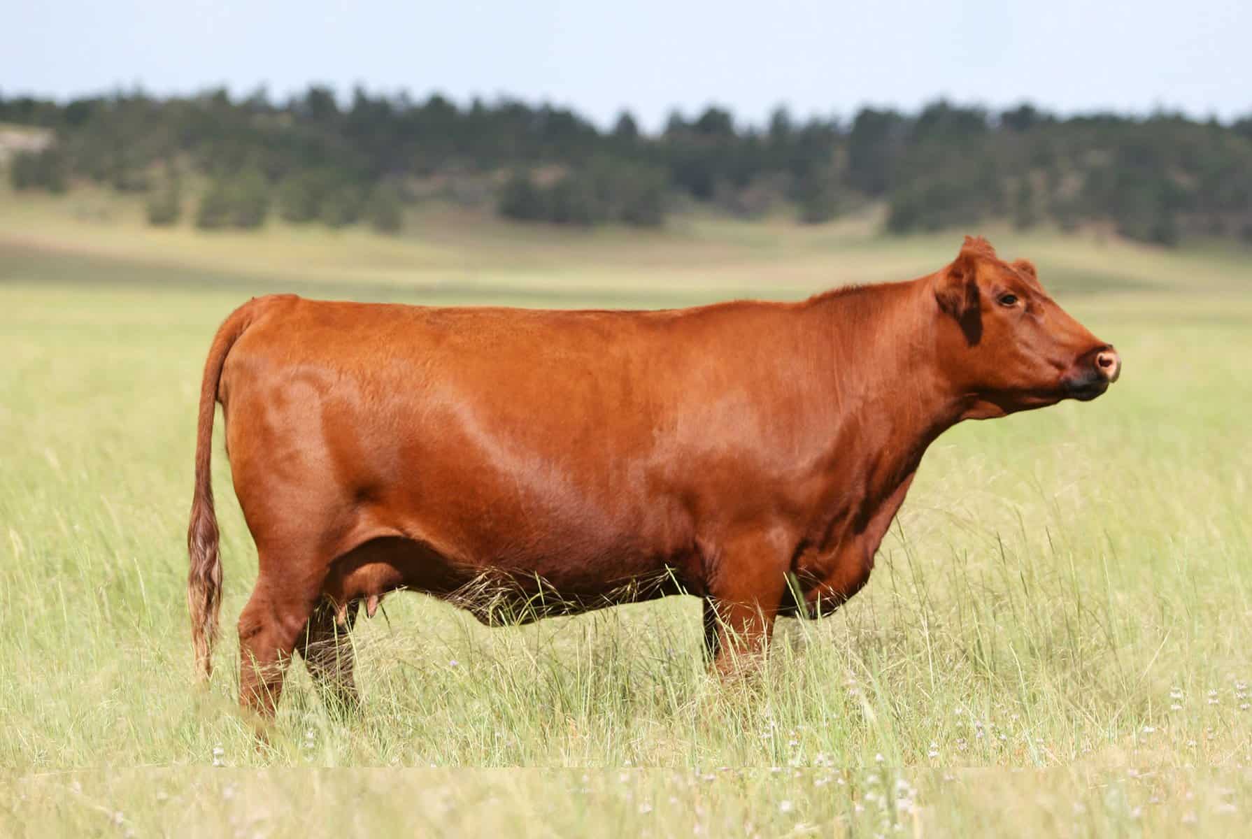 Red Angus cow