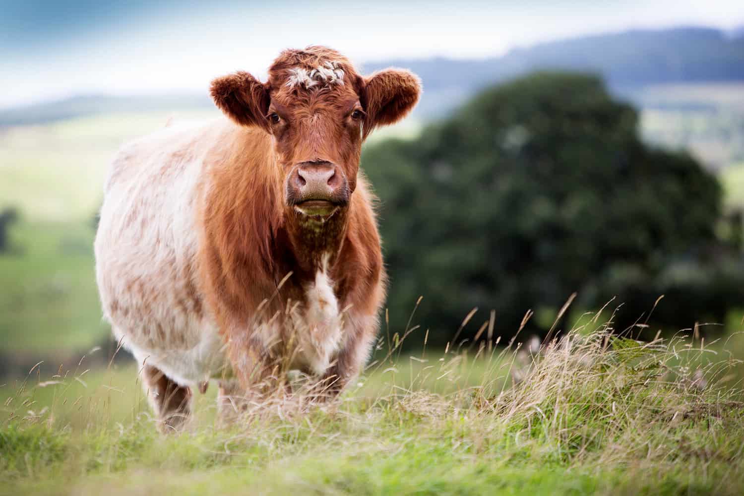 Shorthorn cow