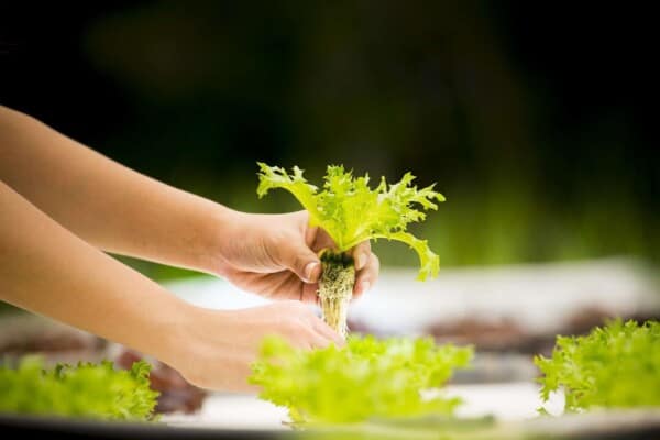 Aeroponics Vs. Hydroponics: These are the Main Differences